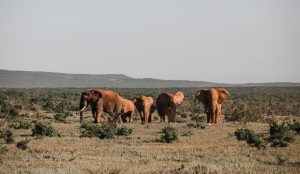 Afrika slots: Een wild avontuur