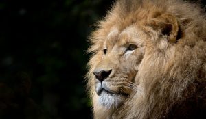 Leeuwen slots: Laat de koning in je los